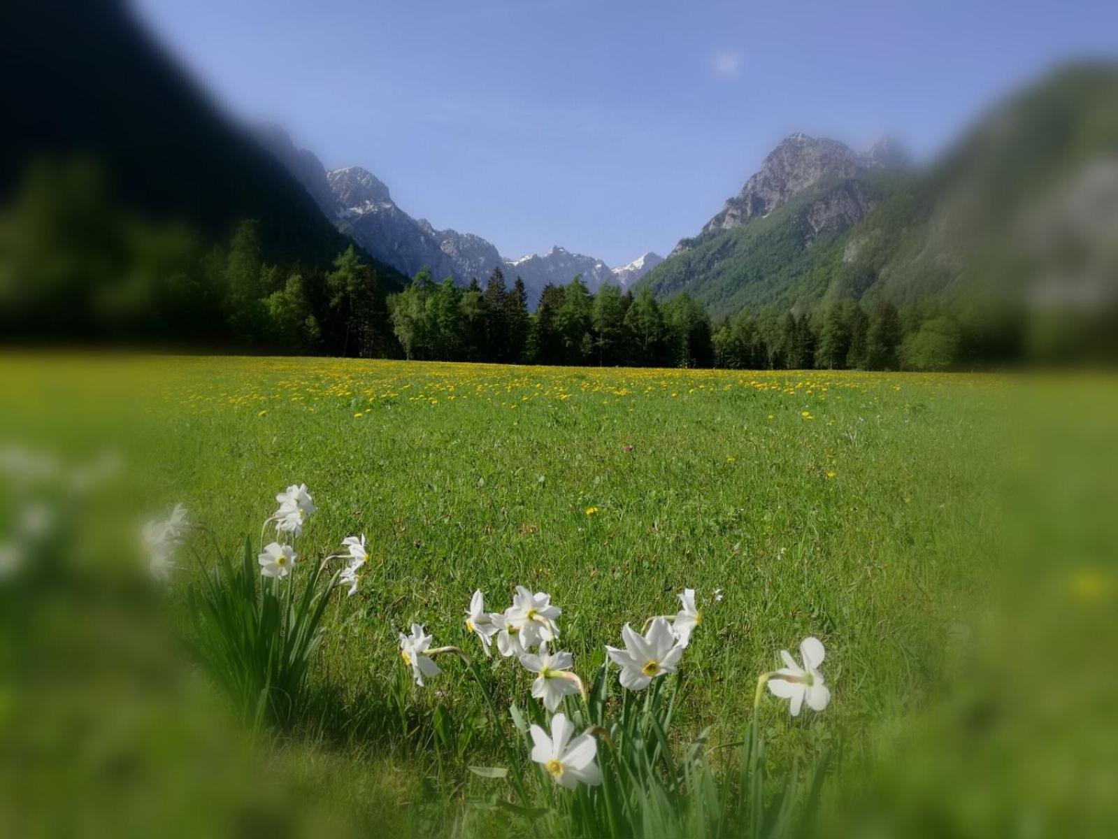 Apartament Turisticna Kmetija Psnak Mojstrana Zewnętrze zdjęcie