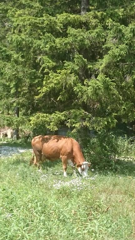 Apartament Turisticna Kmetija Psnak Mojstrana Zewnętrze zdjęcie